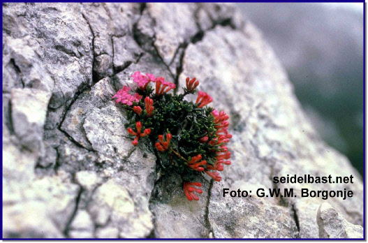flowering Daphne petraea in rock crevice at Lake Garda, Italy
