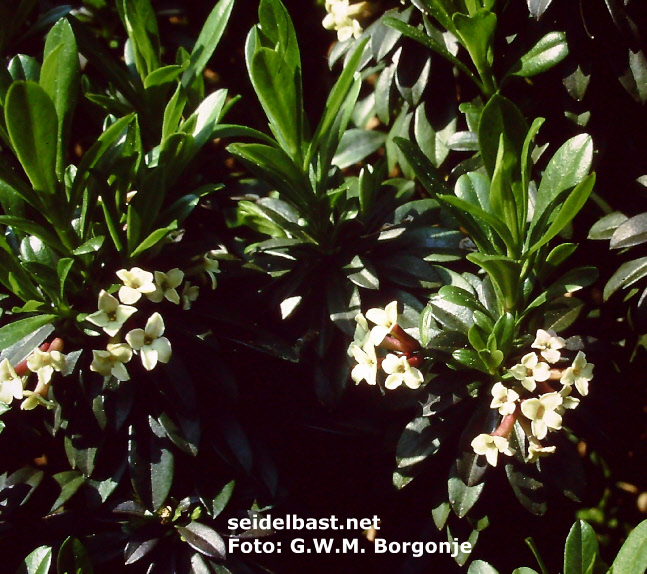 flowering Daphne x rossetii in the Netherlands, 'Rosset´s Seidelbast'