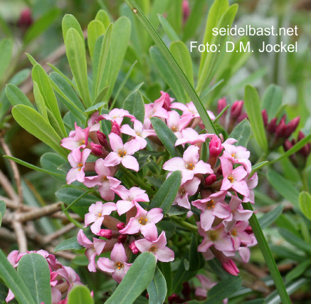Daphne x ‘In Paradise’ with blossoms and new shoots