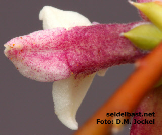 Daphne taylorii with the outside of the bi-coloured lobes, 'Taylor´s Seidelbast' 