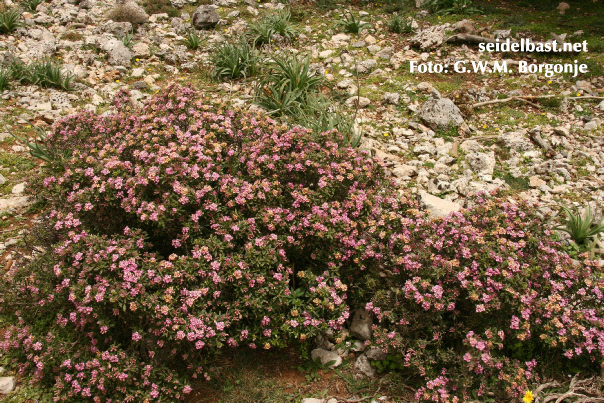 Daphne sericea subsp. sericea, Crete, Greece, 'seidenhaariger Seidelbast' 