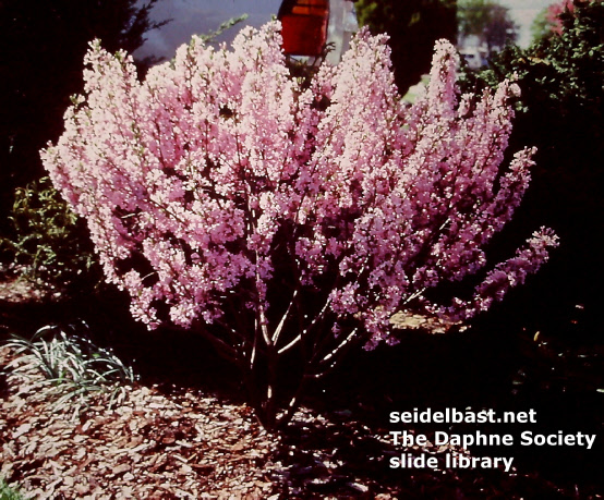 Daphne genkwa, Hackenberry group, flowering in garden, U.S.A.
