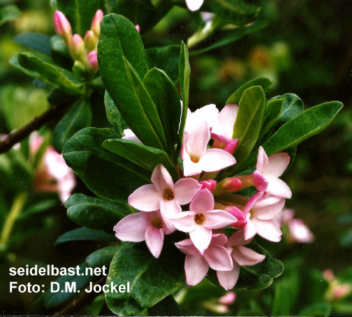 Daphne x eschmannii ‘Jacob Eschmann flowers close up, -Eschmanns Seidelbast