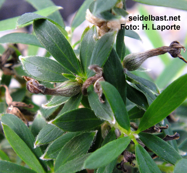 Daphne modesta with fruits, also known as Wikstroemia modesta, 'bescheidener Seidelbast'