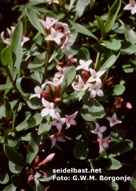 Daphne x reichsteinii flowers, 'Reichstein´s Seidelbast'