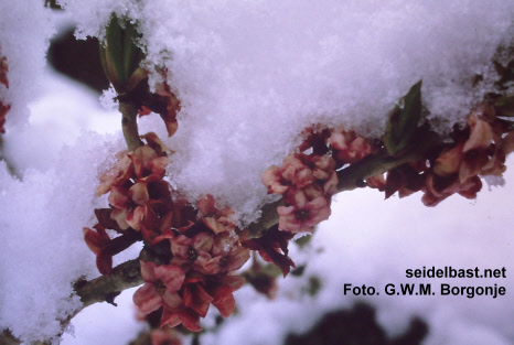 flowering Daphne jezoensis x mezereum with blossoms under snow