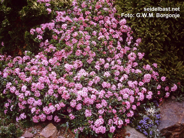 Daphne x medfordensis ‘Anton Fahndrich’ shrub, 'Medford Seidelbast'