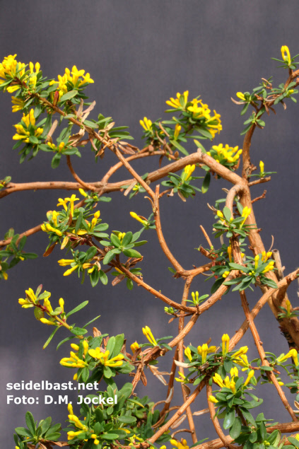 Daphne aurantiaca var. calcicola, typus- Napa Hai with irregular growth, -'orangefarbener Seidelbast'-