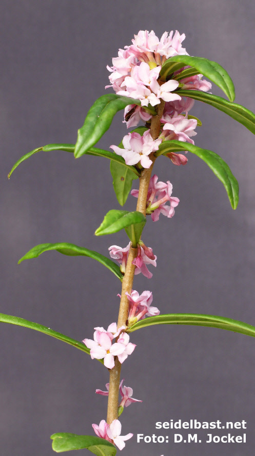 Daphne wolongensis, rich flowering, 'Wolong Seidelbast'