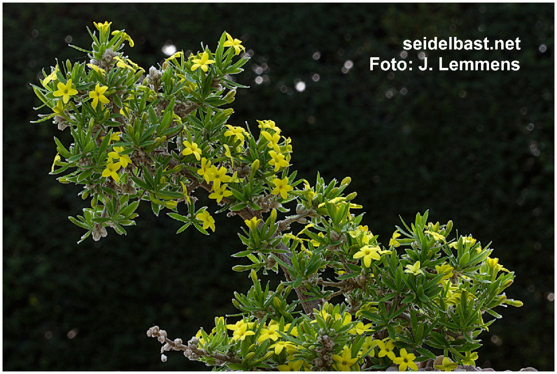Daphne modesta big flowering branch, also known as Wikstroemia modesta, 'bescheidener Seidelbast'