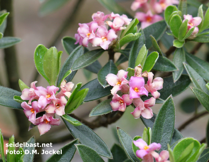 Daphne sericea subsp. sericea blossoms, turkish form, 'seidenhaariger Seidelbast'