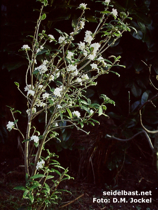 flowering shrub Daphne bholua var. glacialis ‘Gurkha’