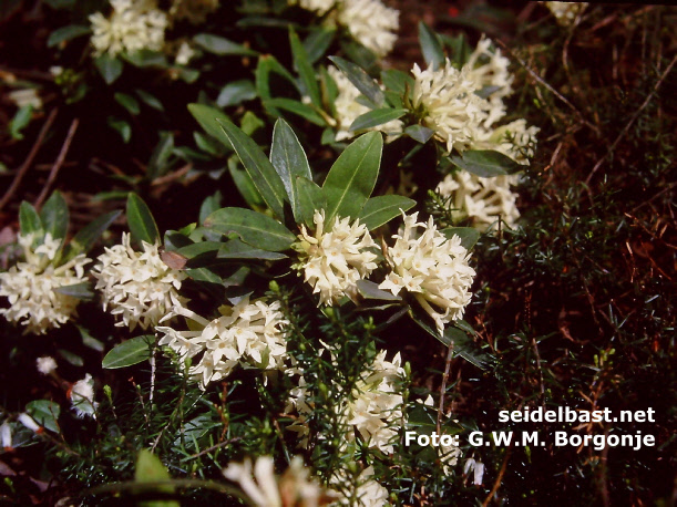 flowering Daphne blagayana with Erica carnea, 'Königs-Seidelbast', 'Blagays Seidelbast'
