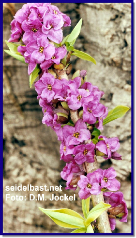 Daphne mezereum, Mezereon flowering branch