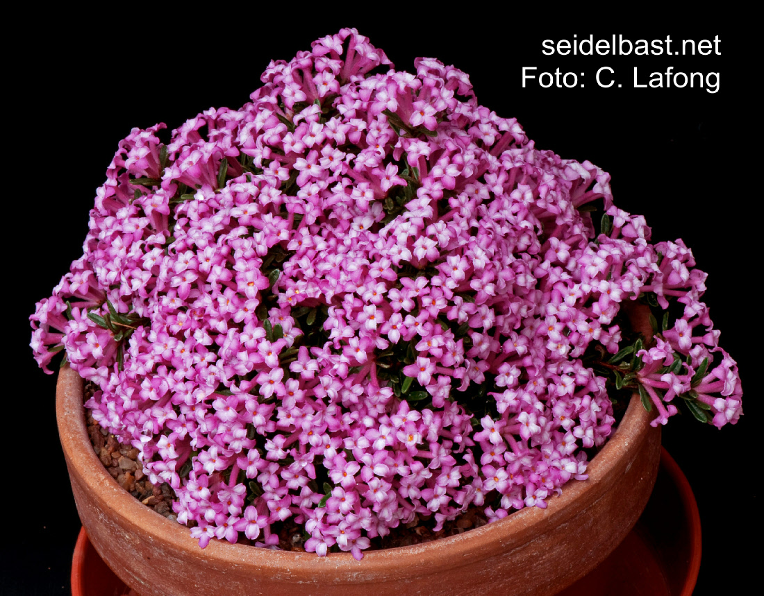Daphne petraea ‘Idro’, award-winning plant, 'FelsenSeidelbast