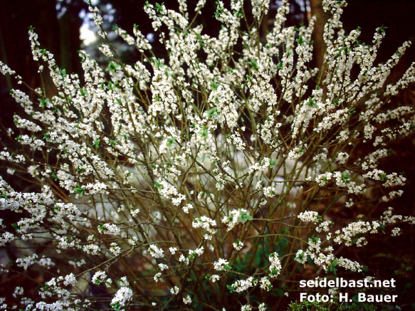 Daphne mezereum 'Alba' flowering shrub, 'gewöhnlicher Seidelbast'
