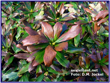 frost drought damage on leaves of Daphne odora "Variegata", winter-daphne