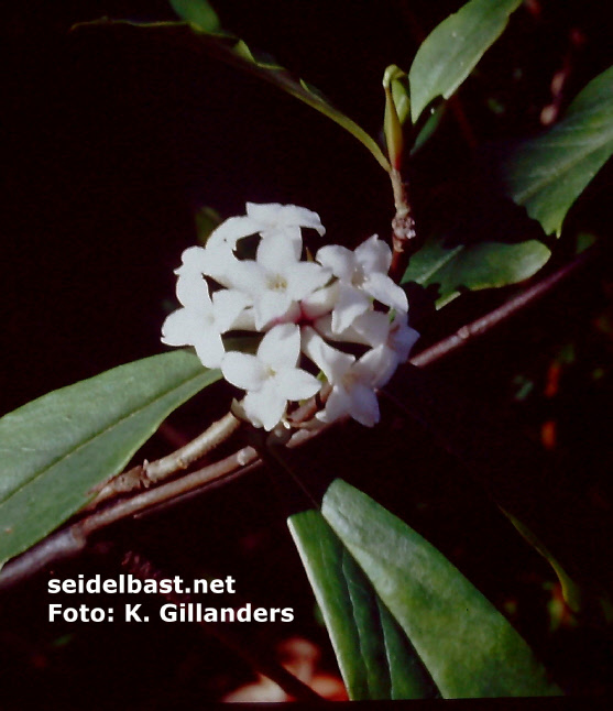 Daphne feddei inflorescence, picture was taken in Yunnan, China 