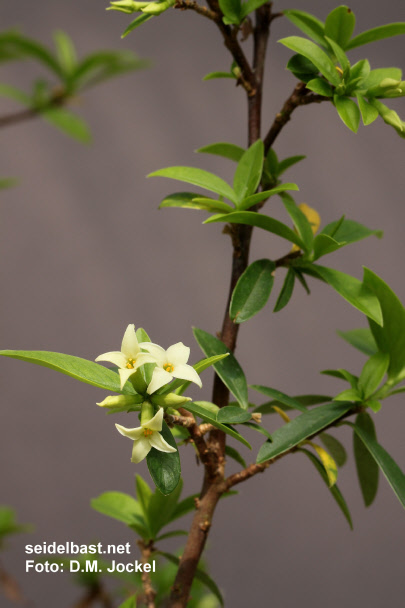 flowering branch of Daphne longilobata, 'langlappiger Seidelbast'