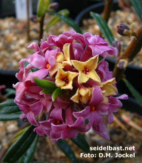Daphne sericea subsp. sericea, Omalos form, inflorescence close-up, 'seidenhaariger Seidelbast'