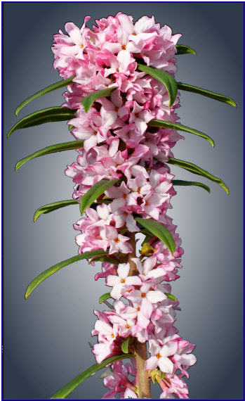 attraktive Daphne Hybride mit sehr vielen rosafarbenen Blüten