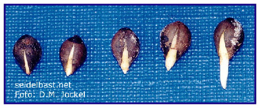 growing radicula of Daphne giraldii seed, germination starts, 'Giraldis Seidelbast' 
