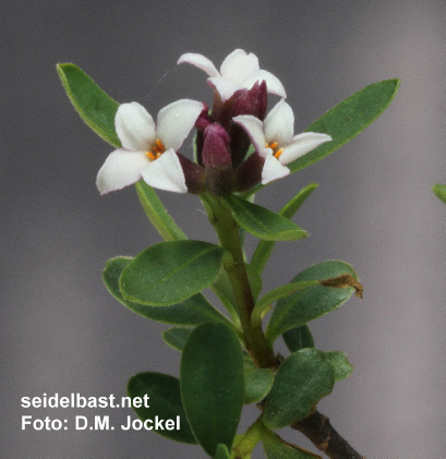another form of Daphne oleoides var. glandulosa, 'ölbaumähnlicher Seidelbast'