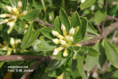 Daphne oleoides ‘Euboica’, inflorescence, 'ölbaumähnlicher Seidelbast'