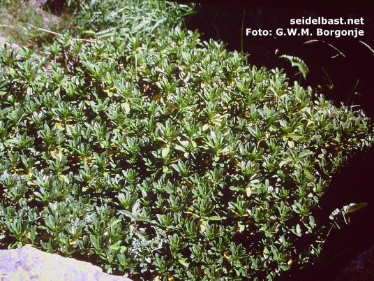 Daphne laureola subsp. philippi , Pyrenees, France, 'Lorbeer Seidelbast'