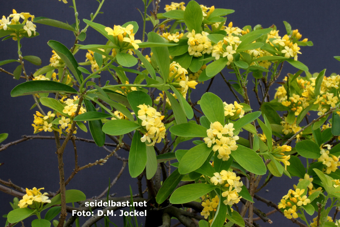 Daphne gemmata flowering shrub also known as Wikstroemia gemmata, 'juwelenbesetzter Seidelbast'