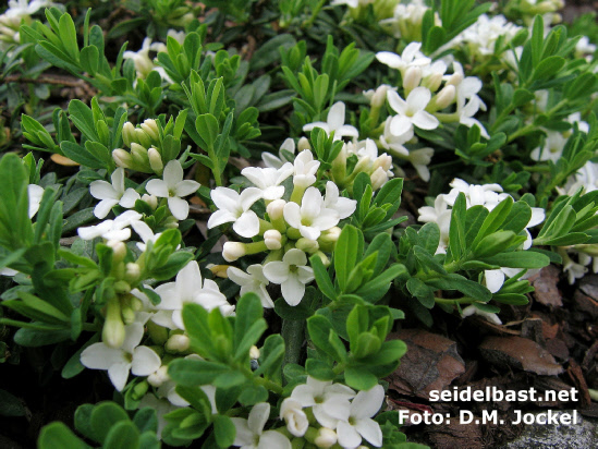 Daphne cneorum ‘Pygmaea Alba’, blossoms, Rosmarin-Seidelbast