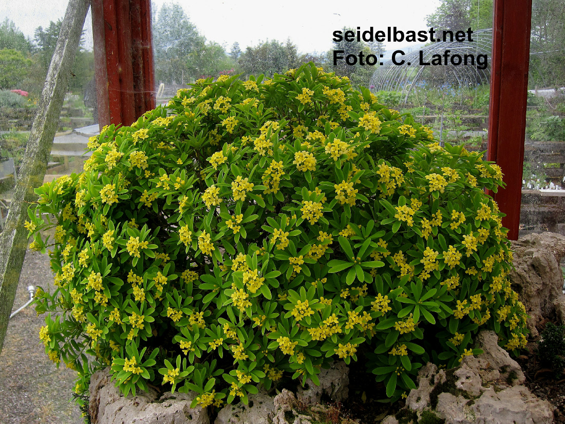 Wonderful, rich flowering shrub of Daphne gemmata ‘Sceringa’, 'juwelenbesetzter Seidelbast'