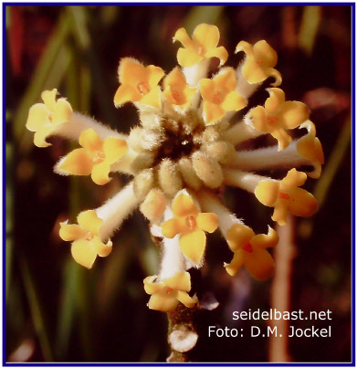 Edgeworthia chrysantha, gelber Blütenstand Nahaufnahme