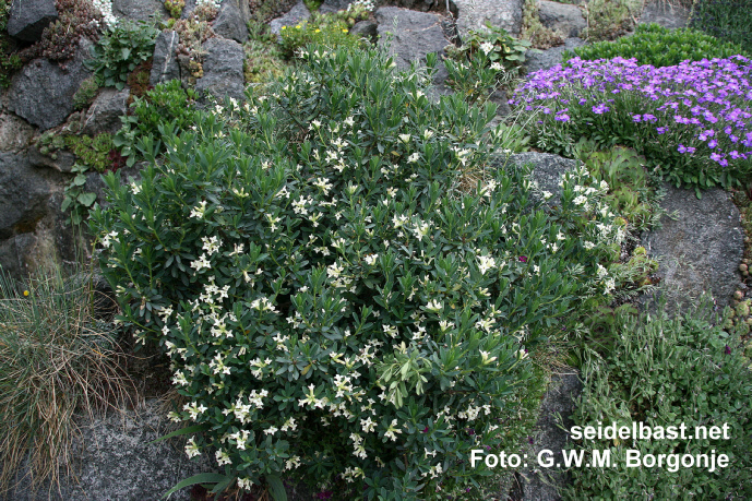 Daphne oleoides subsp. transcaucasica, 'ölbaumähnlicher Seidelbast'