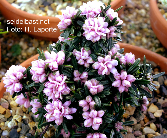 Daphne petraea ‘Grandiflora Plena’, 'FelsenSeidelbast