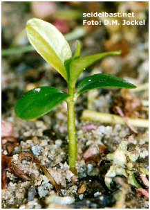 Daphne pontica, developing seedling 5