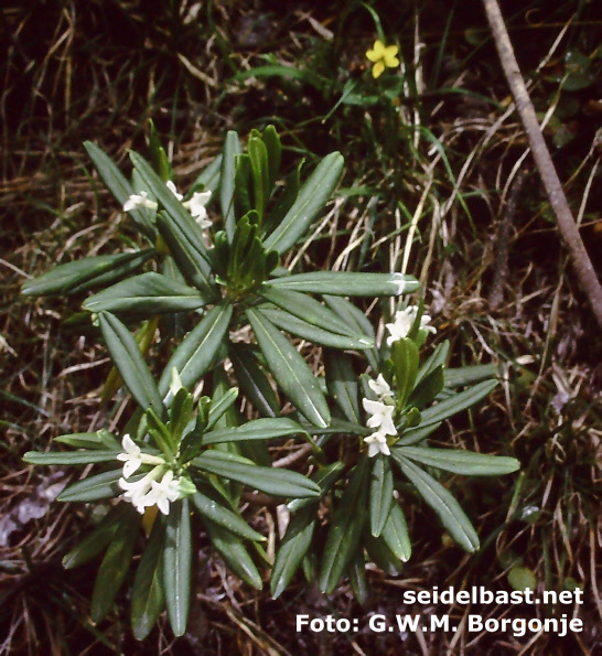 small shrub of Daphne aff. depauperata, 'Verarmter Seidelbast'