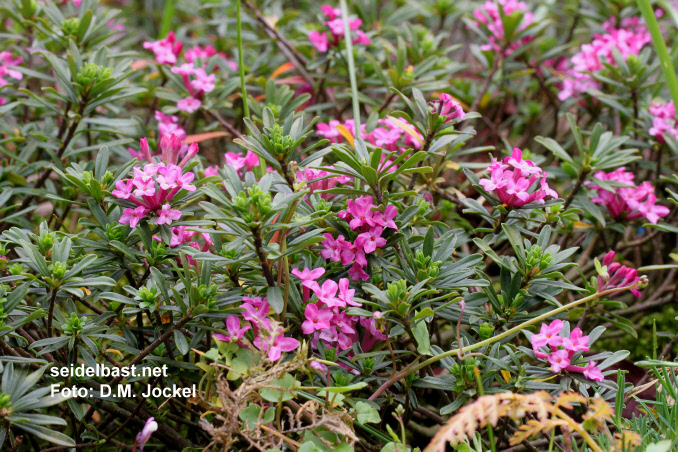 flowering shrub of Daphne x schlyteri ‘Leon Doyen’, Schlyters Seidelbast