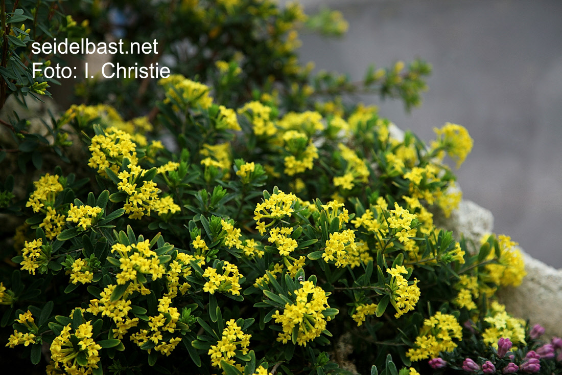 Daphne rosmarinifolia ‘Goldstrike’ rich flowering, Rosmarinblättriger Seidelbast