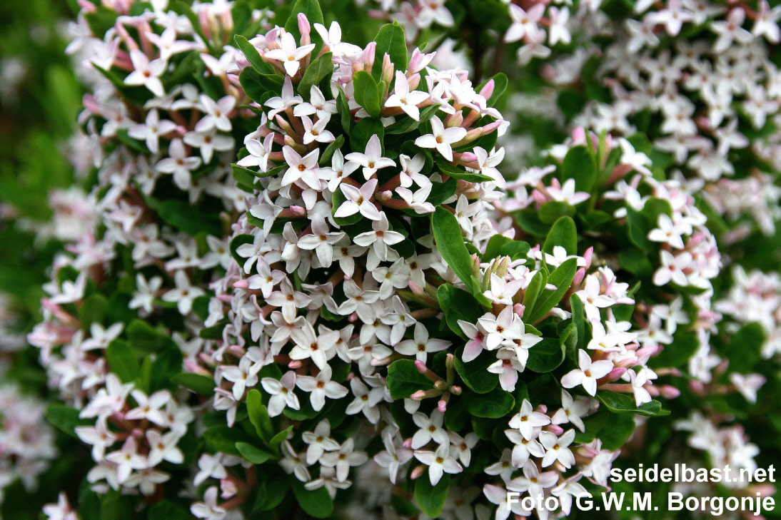 Daphne x burkwoodii ‘Somerset’ rich flowering, 'Burkwoods Seidelbast'
