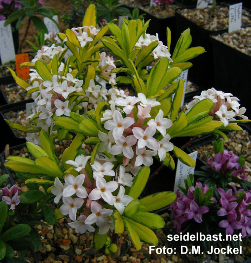 Daphne x burkwoodii ‘Golden Treasure’ young plant, 'Burkwoods Seidelbast'