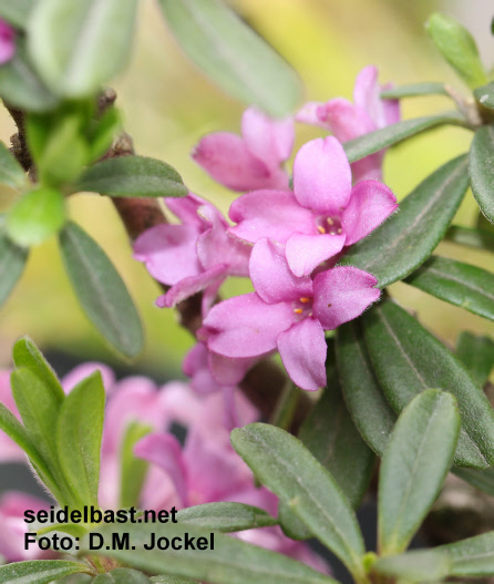Daphne x medfordensis ‘Puzka’ blossoms, 'Medford Seidelbast'