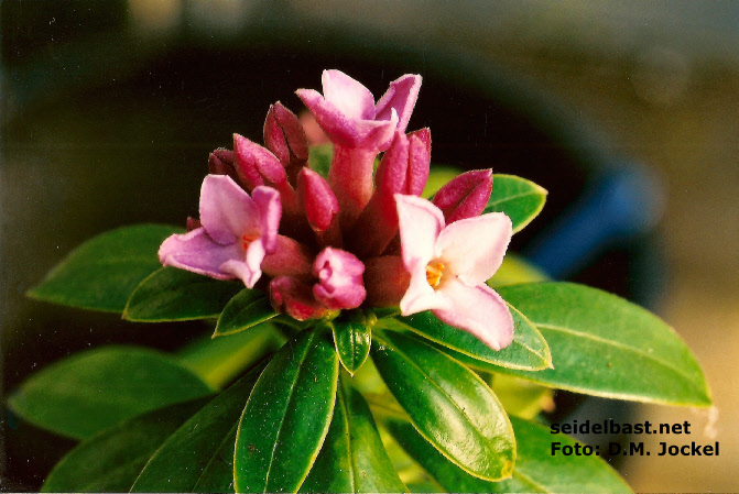 Daphne x hybrida inflorescence close-up