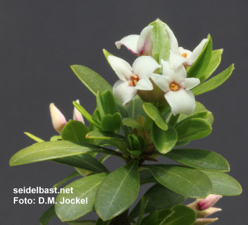 Daphne oleoides ‘Palermo’ flowers close-up, 'ölbaumähnlicher Seidelbast' 