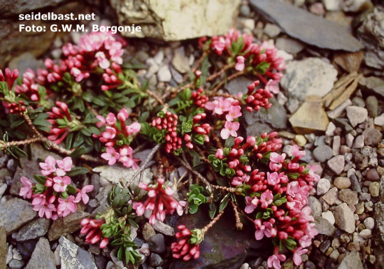 Daphne cneorum ‘Pygmaea’, Rosmarin-Seidelbast