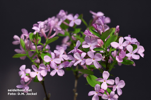Daphne genkwa, small flowers - Hackenberry group