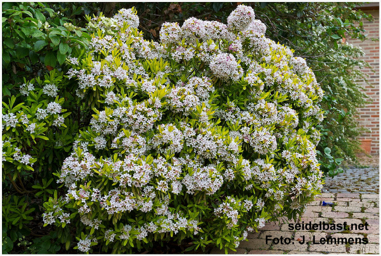Daphne x burkwoodii ‘Golden Treasure’ flowering shrub, Burkwoods Seidelbast