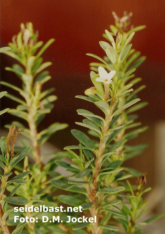 Daphne jasminea subsp. jarmilae, blossom close-up, 'Jasmin Seidelbast'