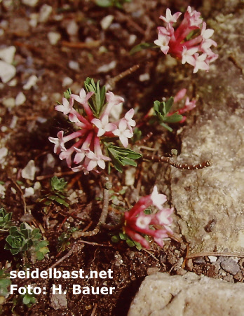 Daphne striata inflorescence,-'Kahles Steinröschen' oder auch 'gestreifter Seidelbast'