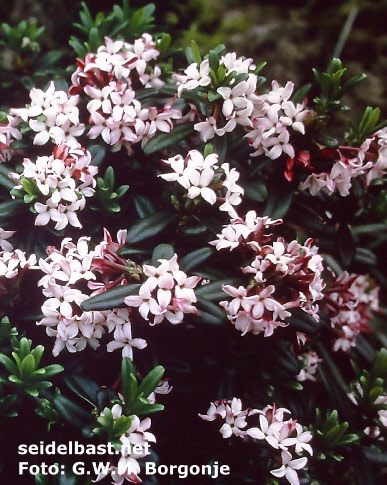 Daphne retusa flowers, 'eingebuchteter Seidelbast' bezogen auf das Blatt